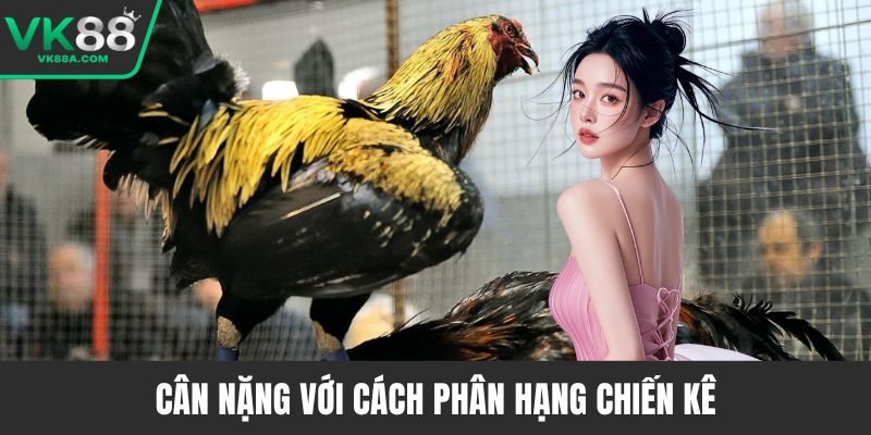 Cân nặng với cách phân hạng chiến kê