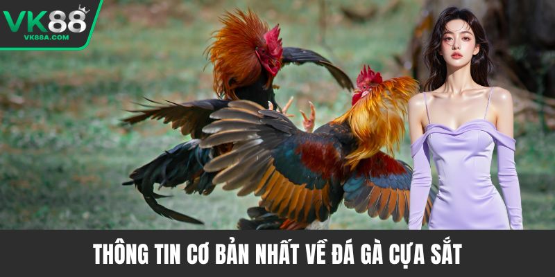 Thông tin cơ bản nhất về đá gà cựa sắt